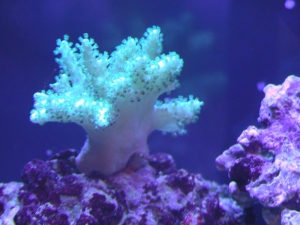White Nepthia