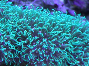 Green Star Polyps