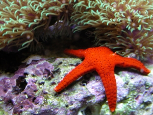 Red Bali Starfish