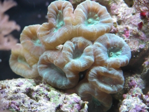 Caulastrea