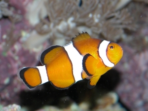 Ocellaris species or False Percula Clownfish