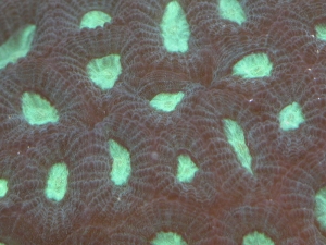 Favia Brain