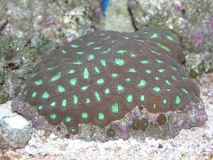 Favia Brain