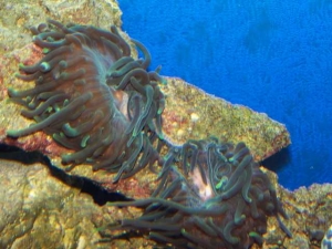 Our 100 Gallon Reef