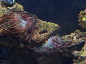 Our 100 Gallon Reef