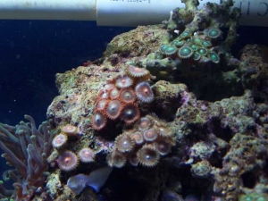 Our 100 Gallon Reef