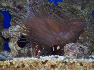 Our 100 Gallon Reef
