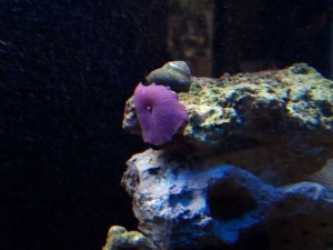 Our 100 Gallon Reef