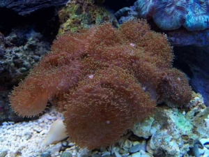 Our 100 Gallon Reef