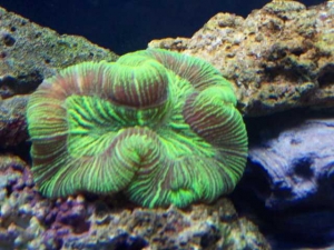 Our 100 Gallon Reef