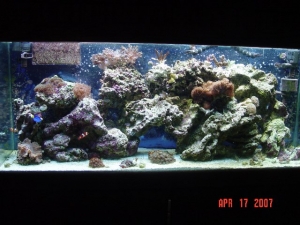 Just before tank was taken down & moved to 265 gal