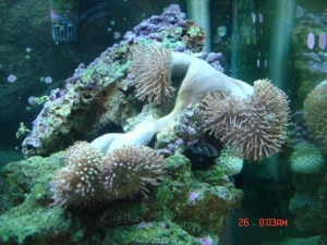 toadstool splitting into four