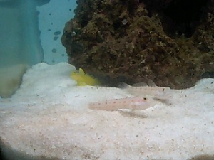 43 Litre 2.0 Gobies!
