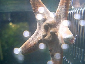Version 2.0 Horned Sea Star