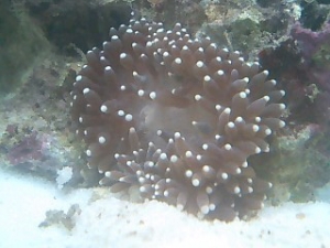 Version 2.0 Anemone