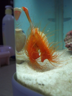 Tank 3.0 introduced Flame Scallop
