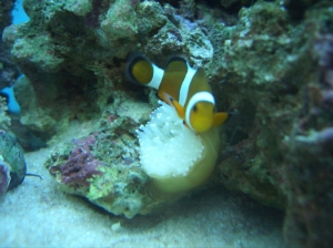 43 Litre 4.0 Nemo and his Anemone
