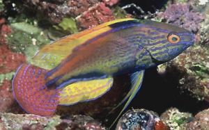 Next Fish?