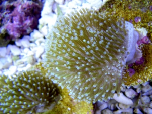 www.puresaltwater.com