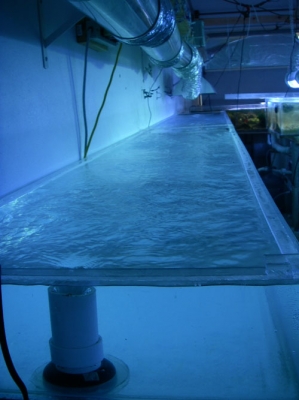 www.puresaltwater.com