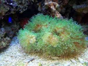Our 100 Gallon Reef