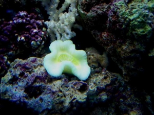 Our 100 Gallon Reef
