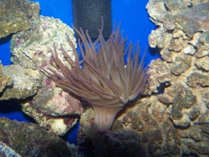 Our 100 Gallon Reef