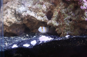 back_corner_back_burrow_