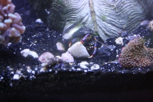 ric_crab