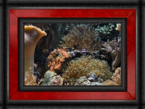 Omard's Reef - June 2007