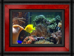 Omard's Reef - June 2007