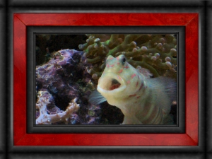 Omard's Reef - June 2007