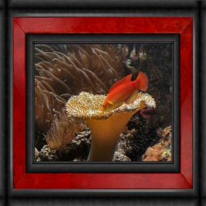 Omard's Reef - June 2007