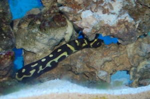 he's laying on the rock stareing at something....