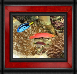 Omard's Reef - June 2007