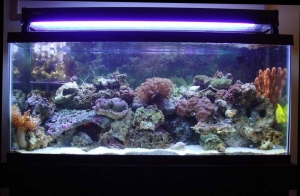 30 Gal