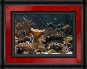 Omard's Reef - June 2007