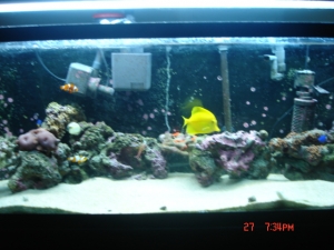 tank pics