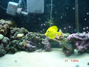 tank pics