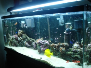 tank pics