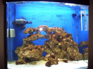 Tank - Day 20