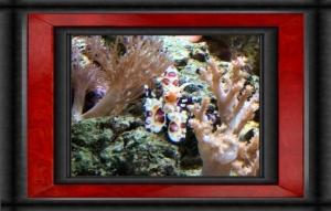 Omar's Reef - July 2007