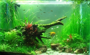 65gl FW planted