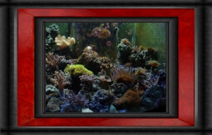 Omar's Reef - July 2007