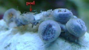 friggin pods!