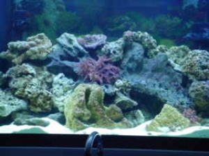 MY_Tank_069