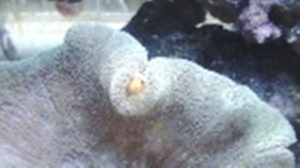 Content and happy in carpet anenome
