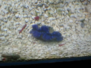 clam