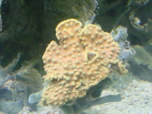 coral