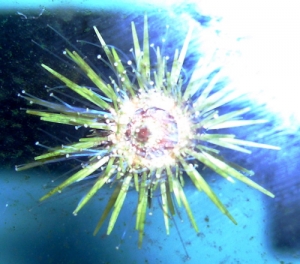 Common Urchin